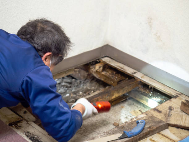 Best Crawl Space Mold Remediation in St Augusta, MN