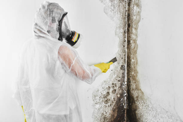 Best Insurance-Related Mold Remediation in St Augusta, MN