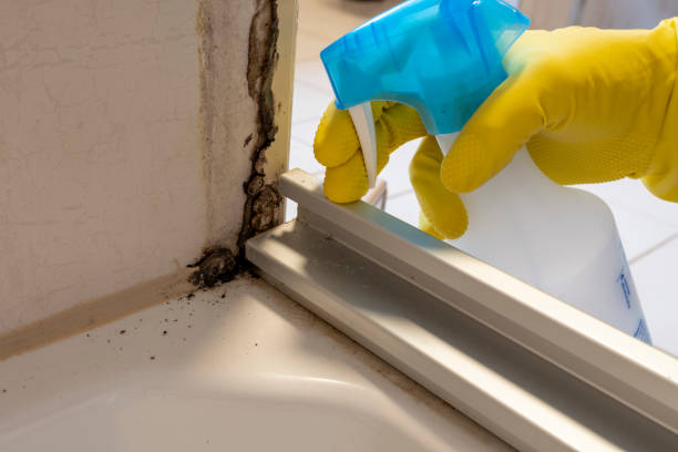Best Mold Remediation for Specific Building Types in St Augusta, MN