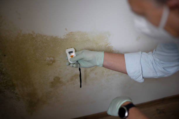 Best White Mold Remediation in St Augusta, MN