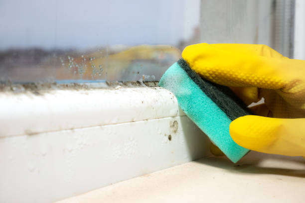 Best Post-Flood Mold Remediation in St Augusta, MN