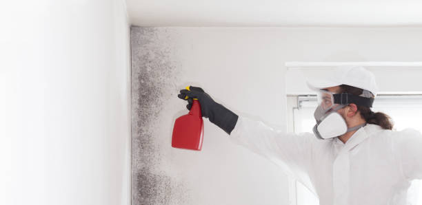 Best Basement Mold Remediation in St Augusta, MN