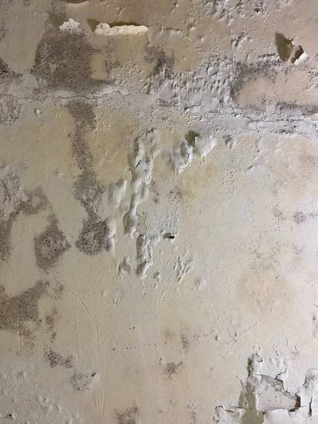 Best Crawl Space Mold Remediation in St Augusta, MN