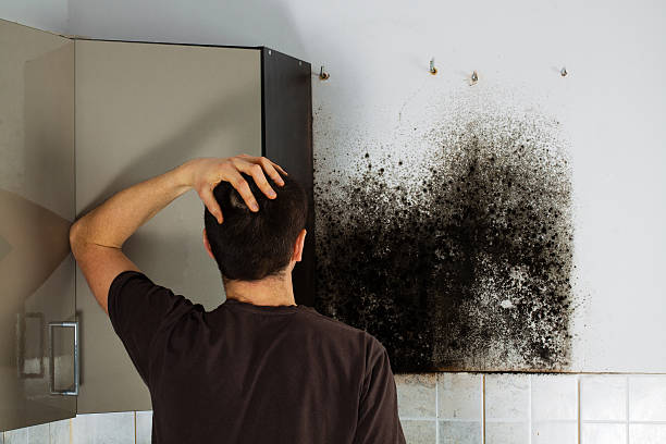 Best Industrial Mold Remediation in St Augusta, MN
