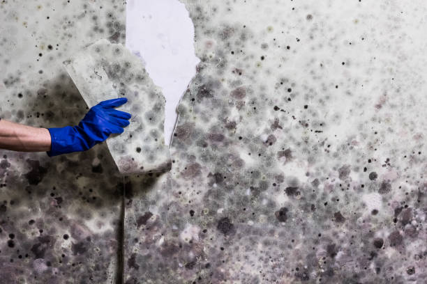 Best Localized Mold Remediation (e.g., coastal areas, humid climates) in St Augusta, MN