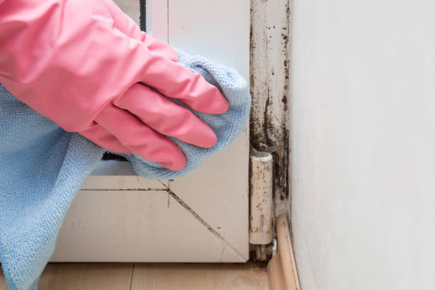 Best Attic Mold Remediation in St Augusta, MN
